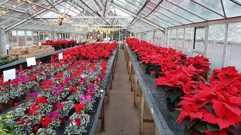 North Yorkshire Council Horticultural Nursery
